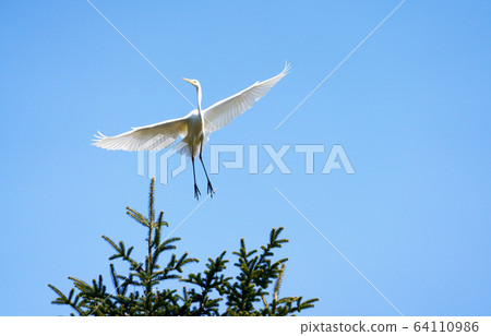 Great Egret Wild Bird 64110986