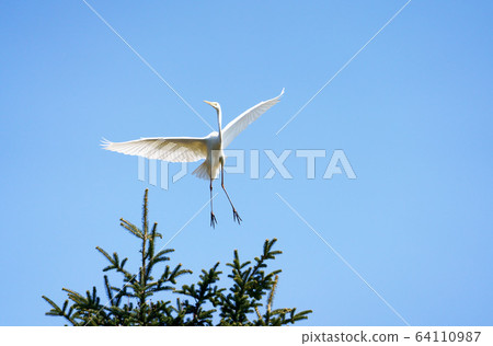 Great Egret Wild Bird 64110987