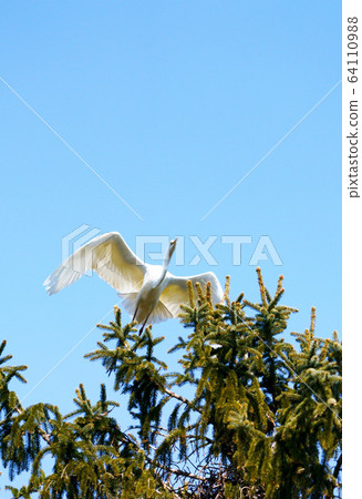Great Egret Wild Bird 64110988