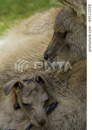 袋鼠@父母和孩子3 64111058