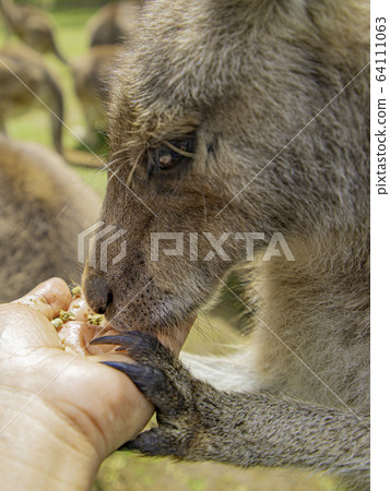袋鼠餵養 64111063