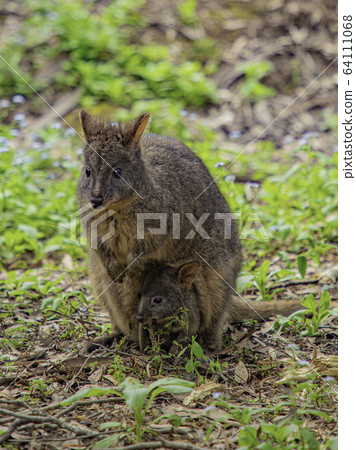 Wallaby parent and child 2 64111068