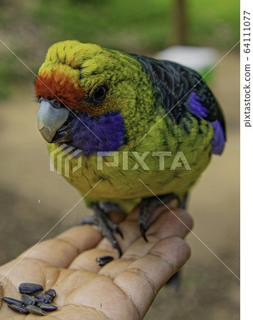 綠色羅塞拉飼餵2 64111077