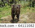 Tasmanian devil @ front 3 64111082