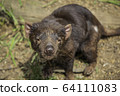 Tasmanian devil @ front 3 64111083