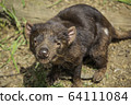 Tasmanian devil @ front 4 64111084
