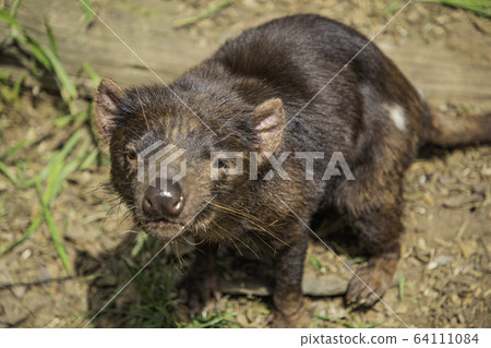 Tasmanian devil @ front 4 64111084