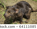 Tasmanian devil whole body 1 64111085