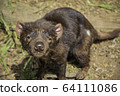 Tasmanian devil @ whole body 2 64111086