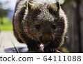 Wombat @ Front 2 64111088