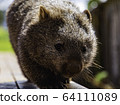 Wombat @ front 3 64111089