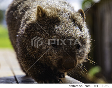 袋熊@前3 64111089