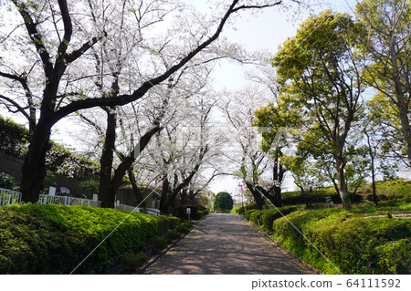 Negishi Forest Park Negishi Forest Park 64111592