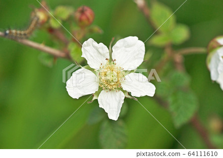 白柏草莓花 64111610