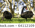 Black Swan Double 64112109