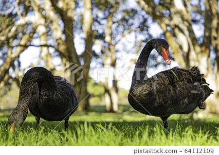 黑天鵝雙 64112109