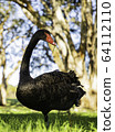 Black Swan @ front 64112110