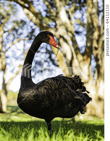 黑天鵝@前面 64112110