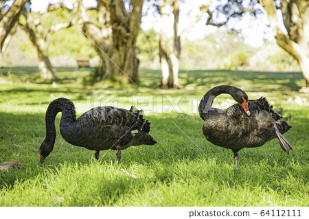 黑天鵝@ Double 2 64112111