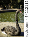 Black Swan @ Waterside 1 64112112
