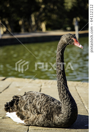 黑天鵝@水邊1 64112112