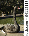 Black Swan @ Waterside 2 64112113
