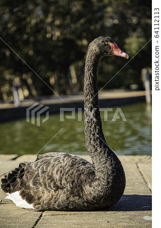 Black Swan @ Waterside 2 64112113