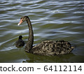 Black Swan water surface 64112114