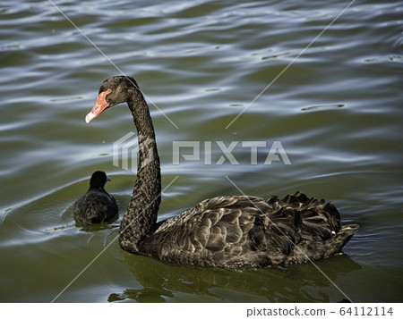 黑天鵝水面 64112114
