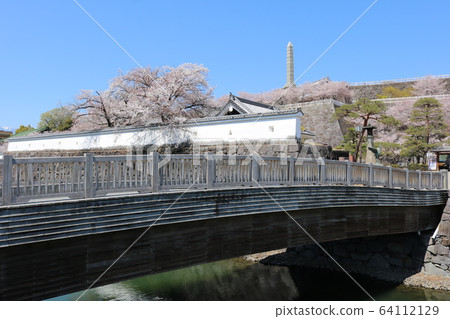 ■甲府城堡■舞鶴城公園■陽光■山梨縣■盛開櫻花 ■甲府城堡■舞鶴城公園■陽光■山梨縣■盛開櫻花 64112129