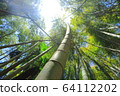  Bamboo grove 64112202