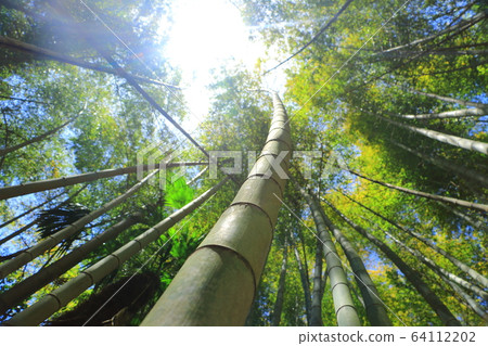  Bamboo grove 64112202