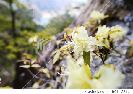 Hikage Azalea 64112232