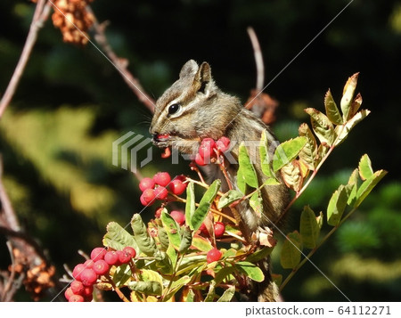 Chipmunk Eat Fruits 64112271