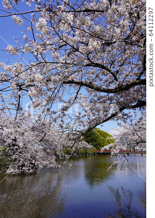 小田原城公園 小田原城公園 64112297