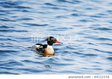 Sea urchin bird Sea urchin bird 64112558