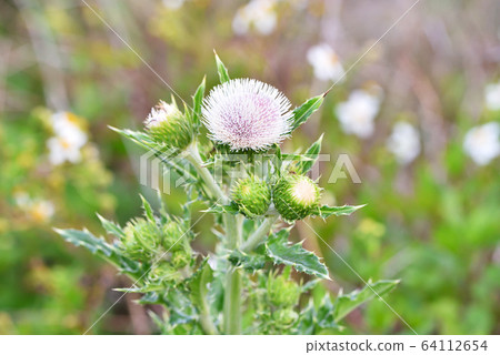 White thistle 64112654