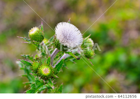 White thistle 64112656