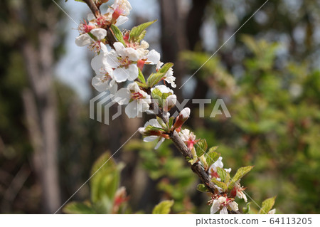 Yulium的花 Yulium的花 64113205