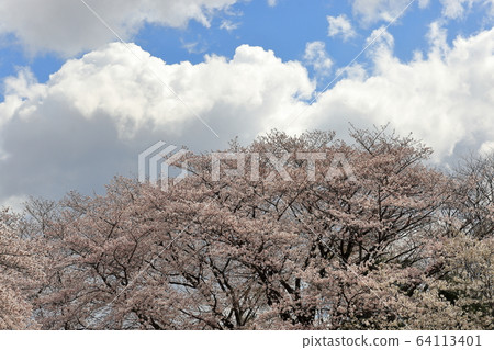 白雲和櫻花 64113401