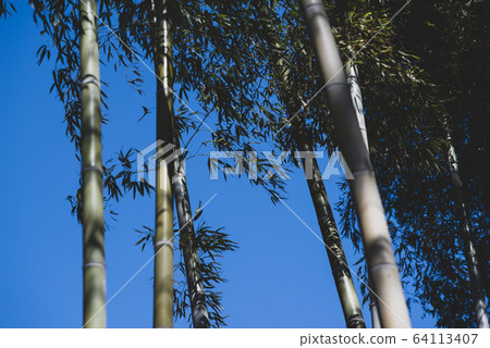 竹林和藍天啞光A-2 64113407