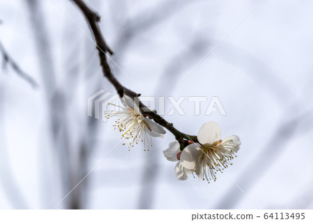 One branch of white plum 64113495