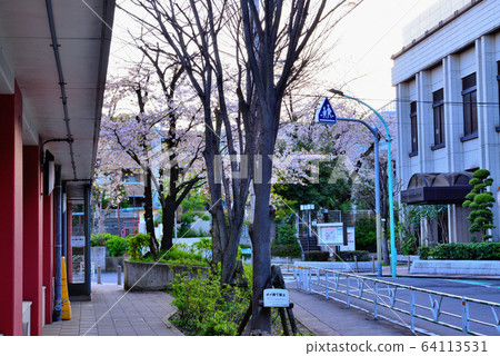 Residential area around cherry blossom trees near Yoyogiuehara Station Residential area around cherry blossom trees near Yoyogiuehara Station 64113531