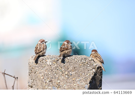 三隻麻雀 三隻麻雀 64113669