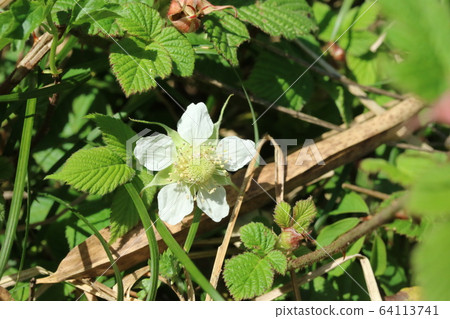The buds of the freshly bloomed Rubus hirsutus flowers are pure white! 64113741