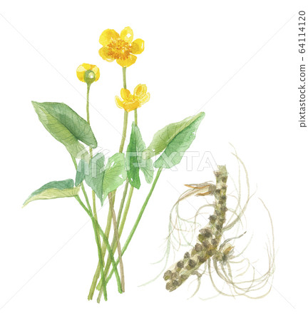 River bones and flowers and roots 64114120