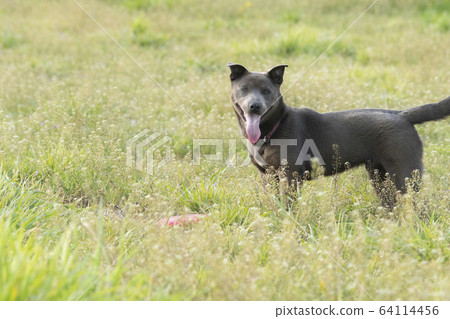 幼犬幼犬koinu幼犬狗武士年生肖拉布拉多 幼犬幼犬koinu幼犬狗武士年生肖拉布拉多 64114456