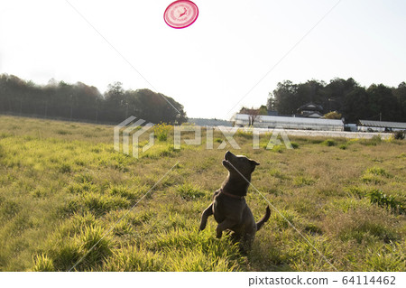Puppy puppy puppy koinu puppy dog samurai year of the zodiac zodiac retriever labrador Puppy puppy puppy koinu puppy dog samurai year of the zodiac zodiac retriever labrador 64114462