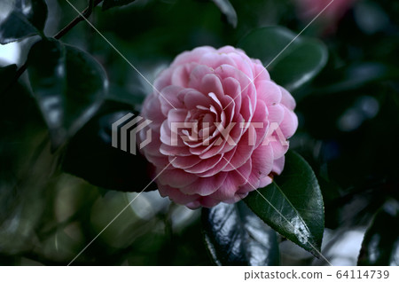Otome Otome Camellia 64114739