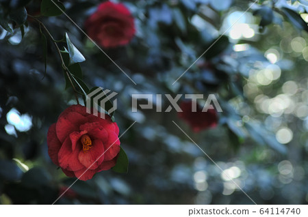 Red camellia 64114740